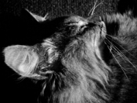 Hemes  The Cat20100518 0069